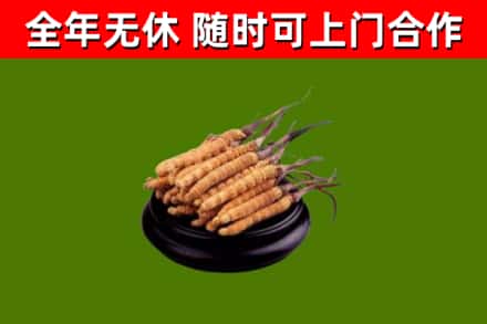 文峰烟酒回收冬虫夏草.jpg