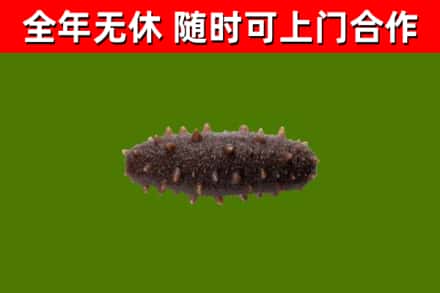 文峰烟酒回收干海参.jpg